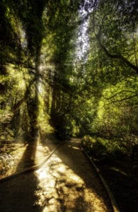 sunny forest in muir woods
